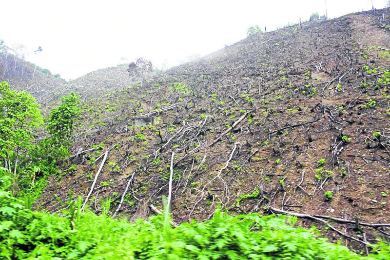 Tala de árboles  afecta a la región Junín