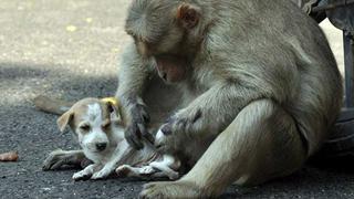 India: Mono adopta a cachorrito