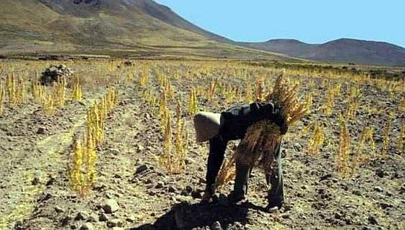 Déficit hídrico afecta  55 mil 568 hectáreas de cultivos en Puno
