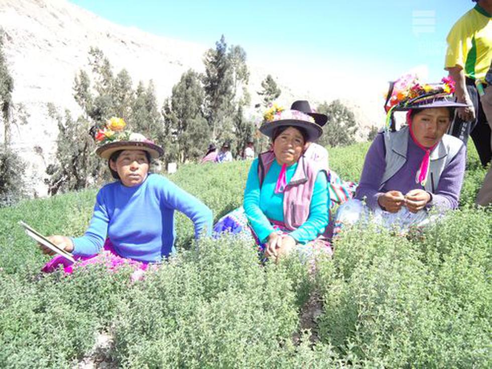 Ilabaya: Un mundo por conocer    