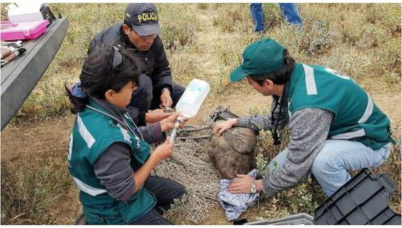 Arequipa: rescatan a cóndor andino herido con cable de alta tensión (FOTOS)