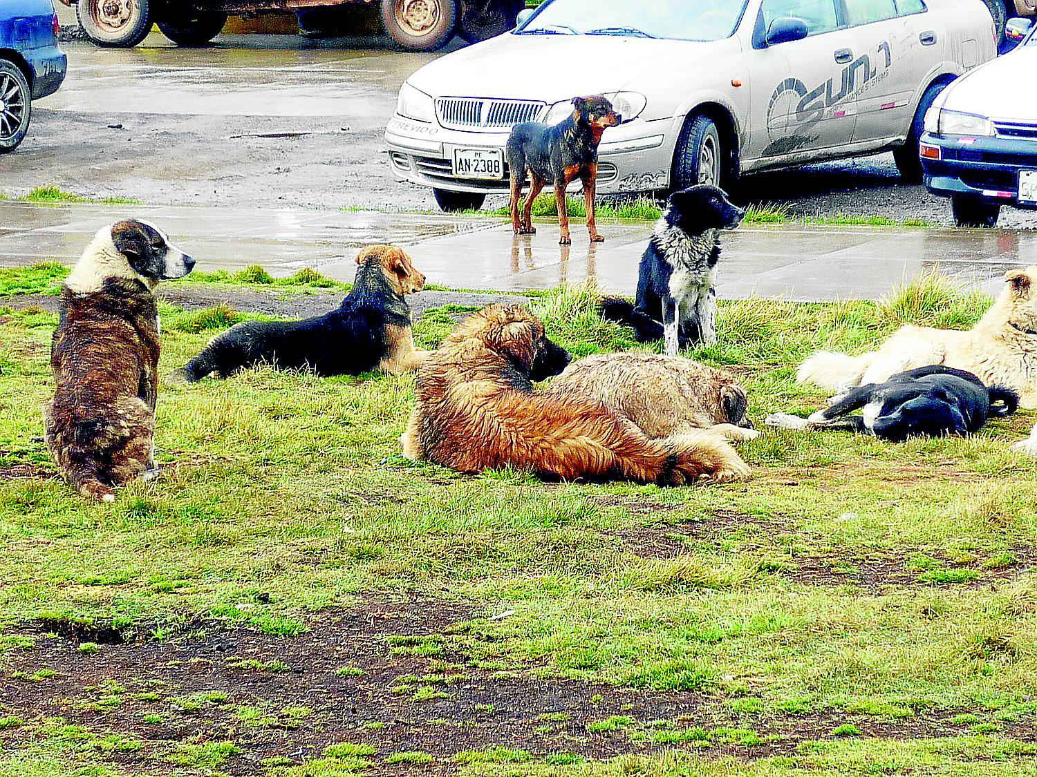 5 mil perros sin dueño pululan en las calles de Huancayo