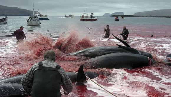 Japón insiste en que caza de ballenas solo es con carácter científico 