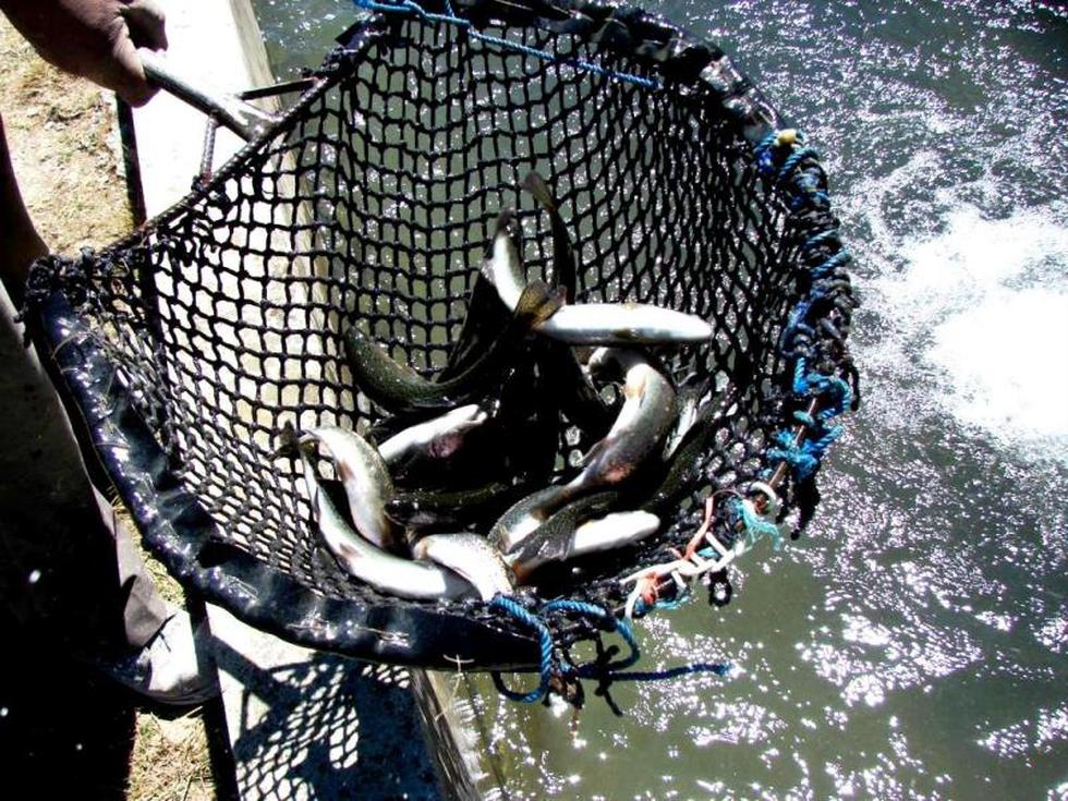 La industrialización de la trucha andina una realidad