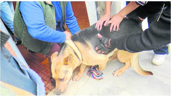 Carnicero de mercado acuchilla a perro y este busca auxilio en mujer que le da comida