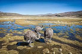 Senasa informa que suris murieron por enfermedad respiratoria