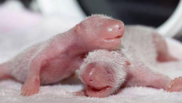 ​China consigue un nuevo récord de crías de panda por inseminación artificial