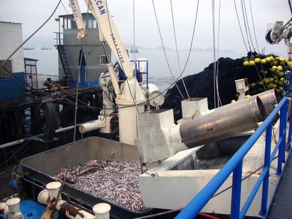 Multarán a empresas pesqueras hasta con 300 UITs