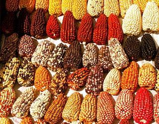 Sector Ambiente presenta mapa de razas del maíz en el Perú