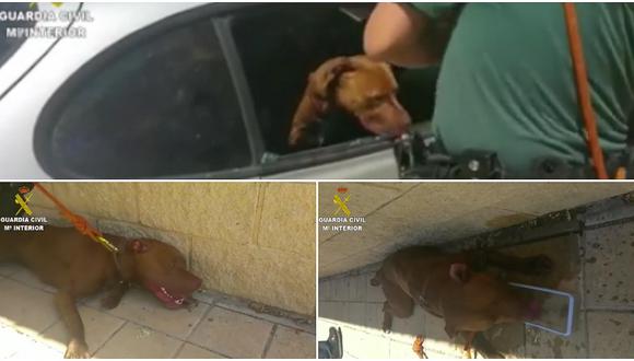 Perro casi muere asfixiado hasta que la policía lo rescató [VÍDEO]