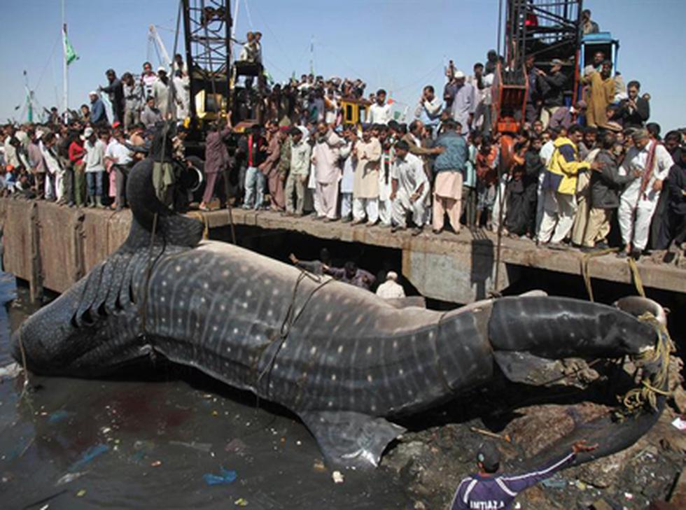 FOTOS: Hallan un tiburón ballena de unos doce metros en las costas paquistaníes