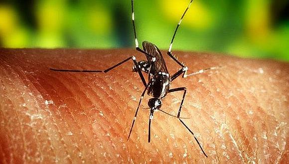 Alerta por presencia del mosquito del zika en Camaná