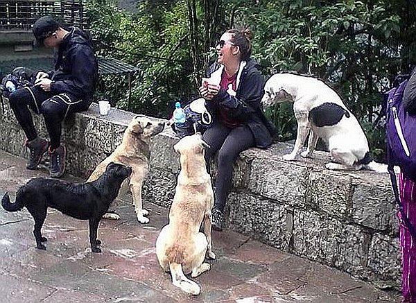 ​Polémica tras propuesta para multar a quienes alimenten a perros callejeros