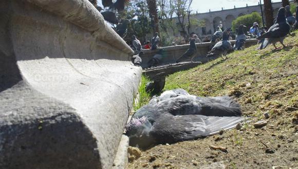 Municipalidad de Arequipa niega el envenenamiento de las palomas