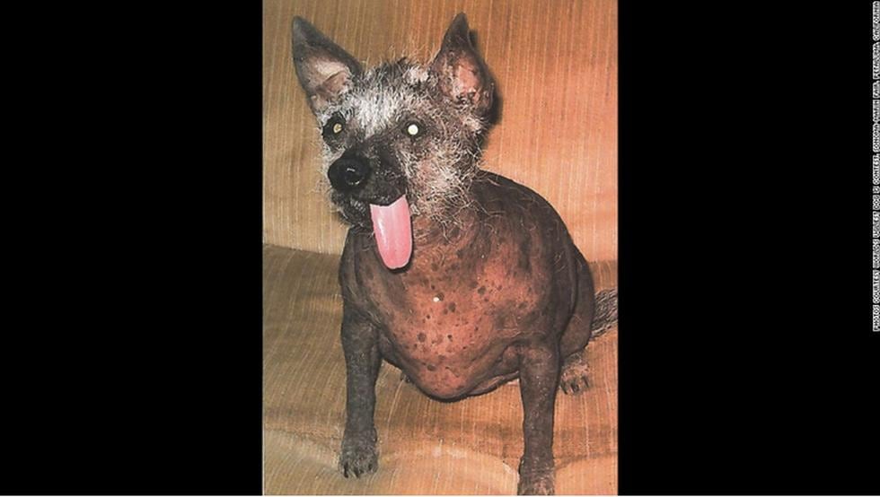 Concurso premia a los perros más feos (FOTOS)