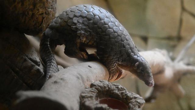 Esta foto tomada el 22 de julio de 2019 muestra un Pangolín de Formosa en el zoológico de Taipei. (AFP).