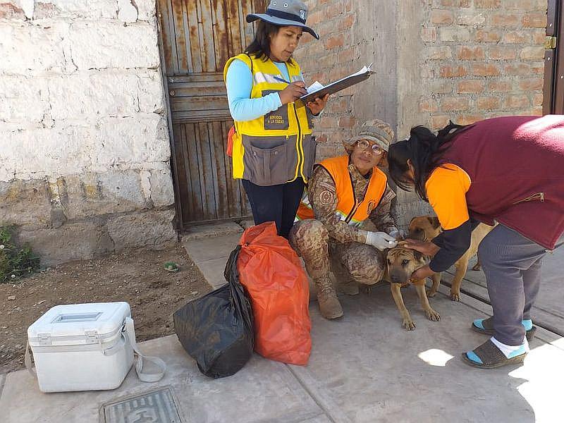Rabia canina: En Cerro Colorado vacunaron mil 500 animales en campaña