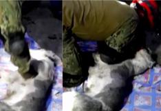 Rescatista da respiración de boca a hocico a perrito que terminó atrapado entre escombros (VIDEO)