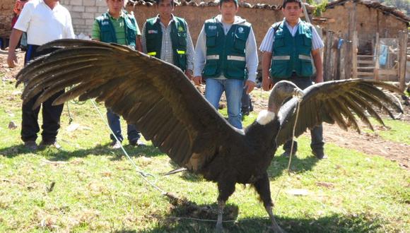 Apurímac: liberan a cóndor andino capturado para fiesta religiosa