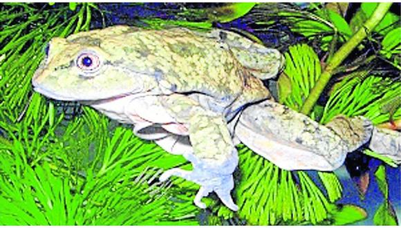 ​Rana gigante y Wancha a punto de desaparecer en lagos de Junín 