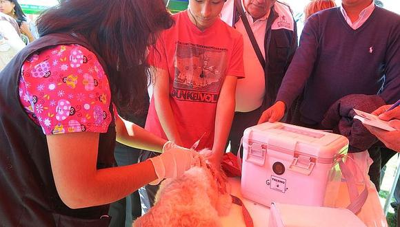 Rabia canina: Retoman campaña de vacunación en diferentes distritos de Arequipa