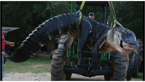 Atrapan al cocodrilo más grande del mundo y lo que tenía al interior es  aterrador (FOTOS) | MUNDO | CORREO