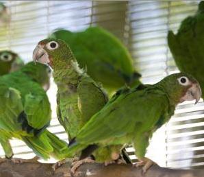 Puerto Rico: Nacen las primeras cotorras en estado silvestre luego de 144 años