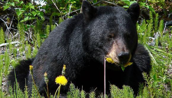 ​Japón: alarma por oleada de ataques de osos negros