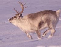 El reno del Ártico puede ver luz ultravioleta