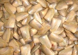 machas volveran al litoral