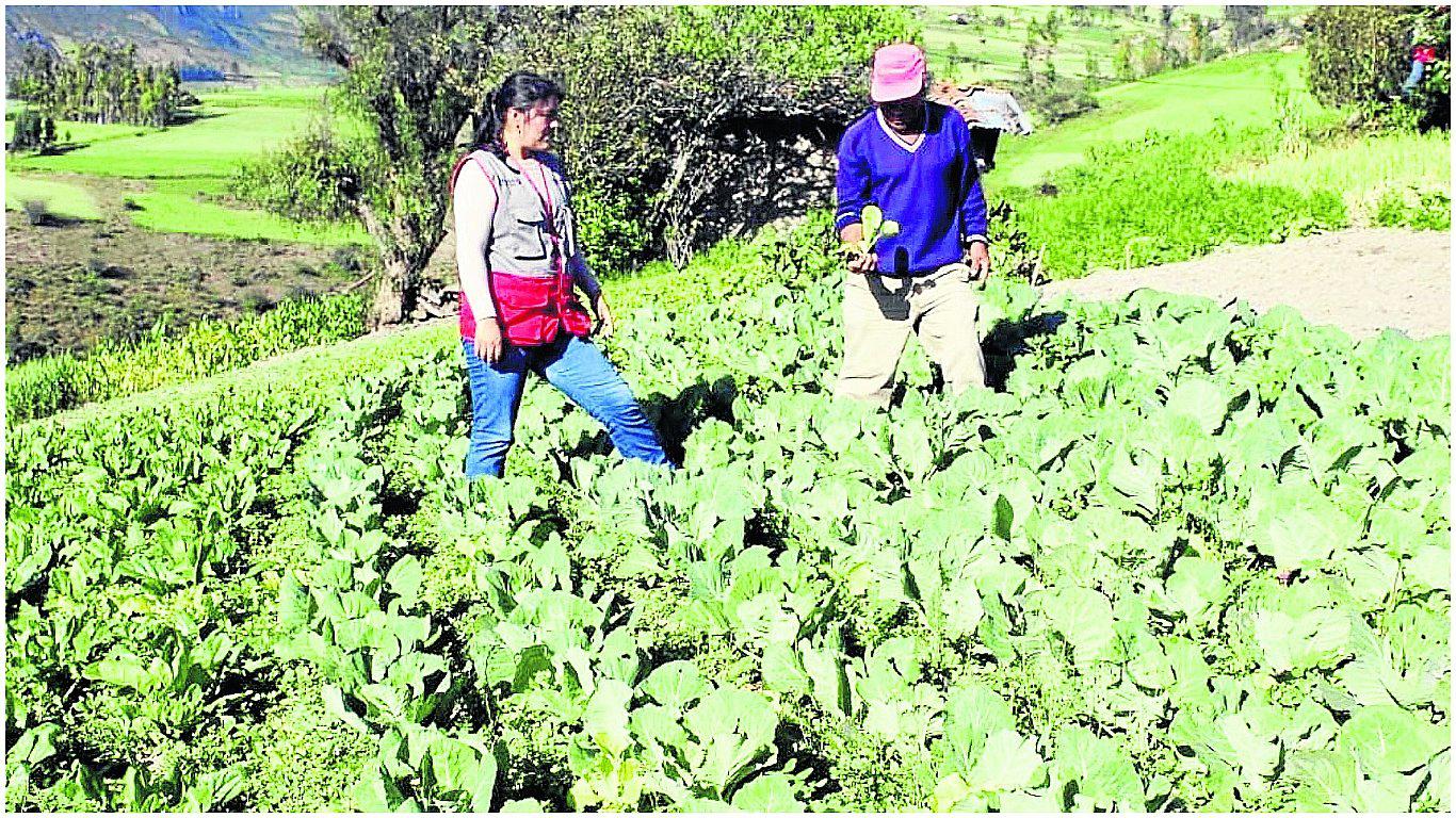 Chilca, el distrito en Huancayo que se ha quedado sin chacras para producir 