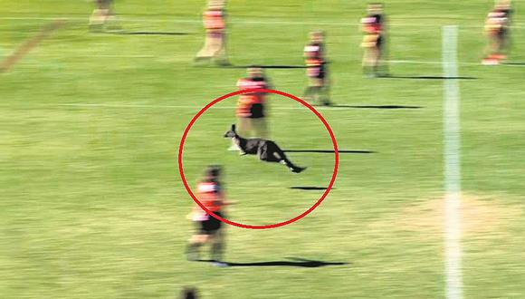 ​Canguro se roba el show en partido de rugby (VIDEO)