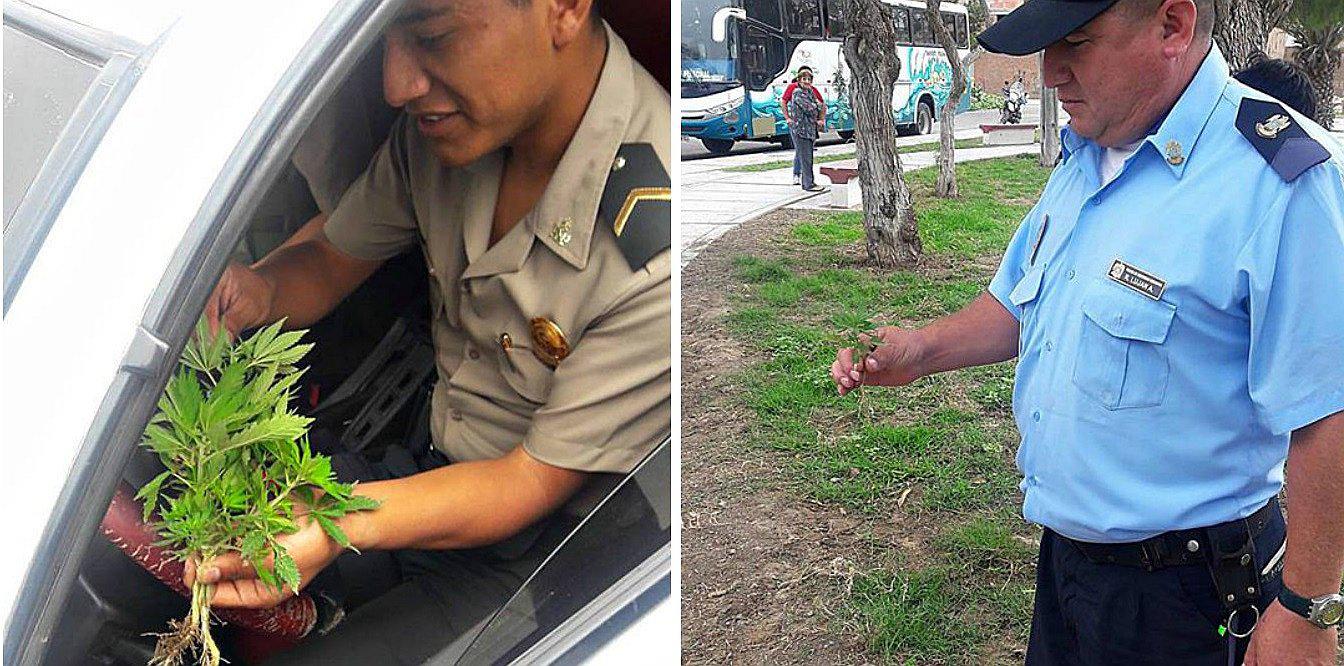 Trujillo: Hallan cinco plantas de mariahuana en pleno parque 