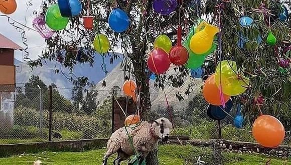 Cusco: carnavaleros cuelgan oveja en árbol de yunza y generan indignación