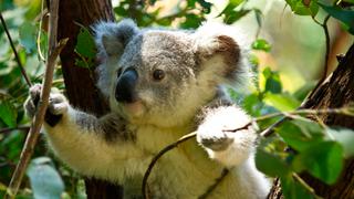 ¿Los koalas están funcionalmente extintos? 