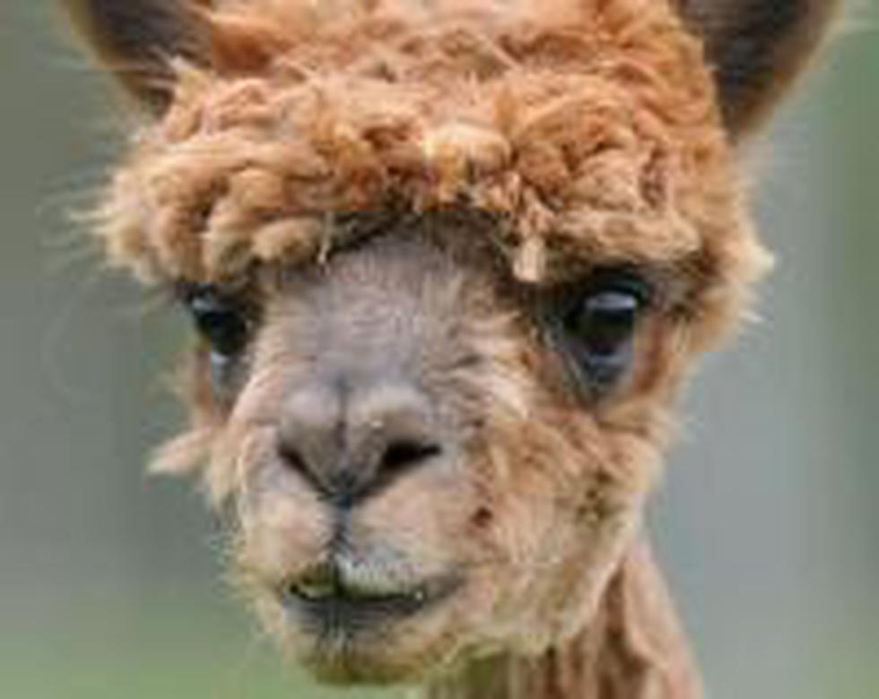 Austria: Alpacas reciben "cambio de look" en trasquilado anual