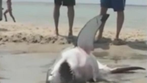 ​Bañistas salvan a tiburón que quedó varado en playa [VIDEO]
