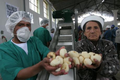 El 2012 Junín incrementará en 15% volúmenes de exportación