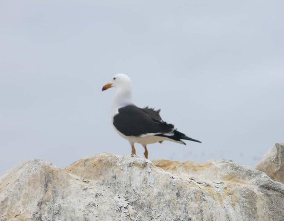 Especial: La riqueza de Punta de Coles