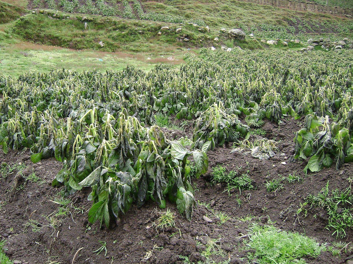 Pasco: ​Helada afecta varias hectáreas de cultivos de papa y pastos