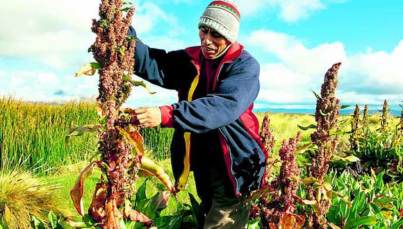 Urge adecuado manejo en siembra de quinua para conservar su diversidad genética