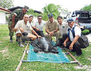 Rescatan a manatí amazónico en peligro de extinción