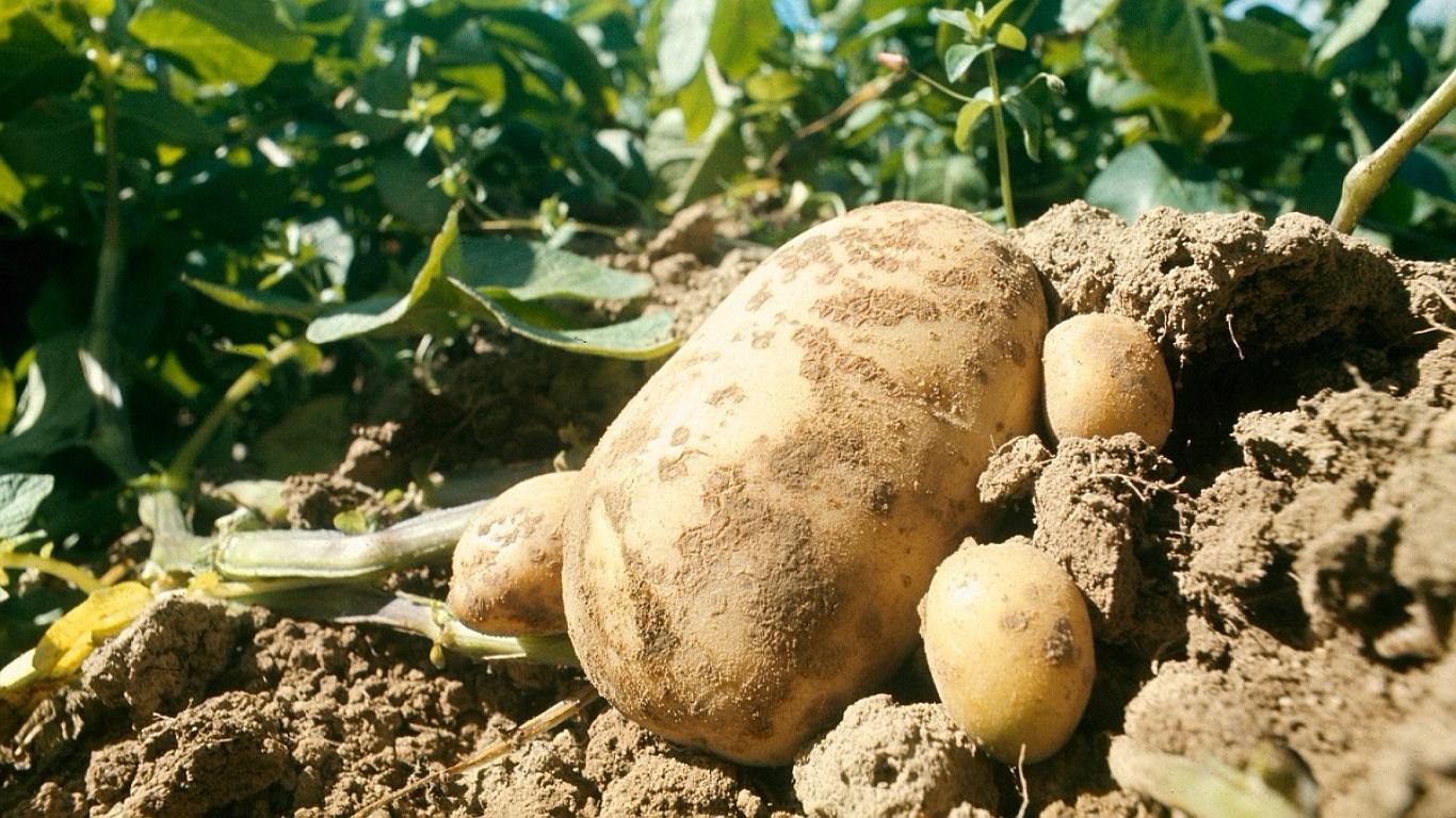 Solo 15% de la papa se industrializa y se vende fuera del país