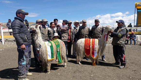 Puno: productores alpaqueros de Ananea inician III Feria de camélidos andinos