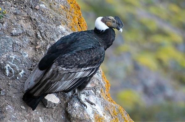 Condor andino sera censado en el 2016 para evitar extinción
