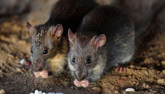 Las plagas de ratas aumentan el riesgo de transmisión de enfermedades a las personas y daños a la infraestructura urbana, e incluso pueden afectar la salud mental de los residentes de la zona. (Foto: Getty Images)