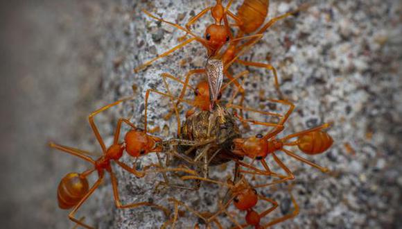 Hong Kong: Lanzan el primer mapa mundial de las hormigas