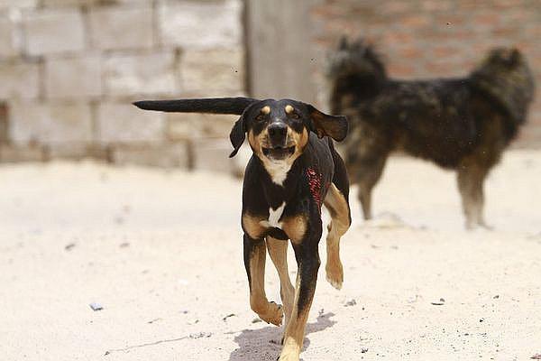 Más de 100 personas fueron mordidas por canes en menos de dos meses