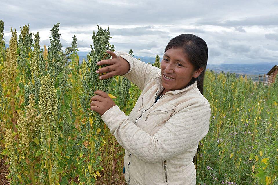 Productores ayacuchanos reemplazan el cultivo de la papa por quinua