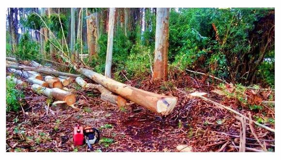 Otuzco: Campesina pierde la vida tras ser aplastada por un árbol 